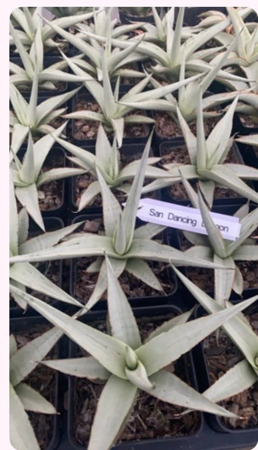 Rare Plant pre orders from Fuzzy Roots