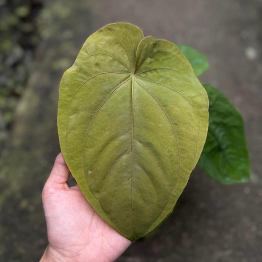 Rare Anthurium seed or seedling hybrids pre orders for Fuzzy Roots