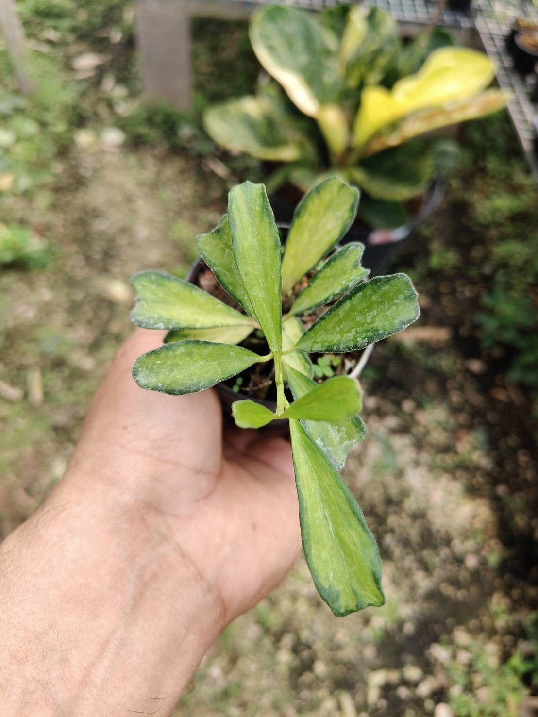 Rare Plant pre orders from Fuzzy Roots