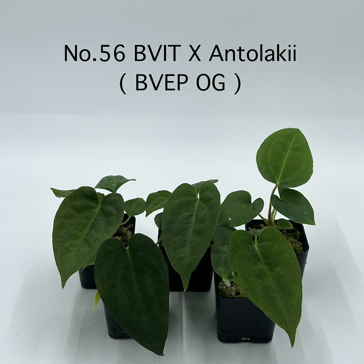 Rare Plant pre orders from Fuzzy Roots