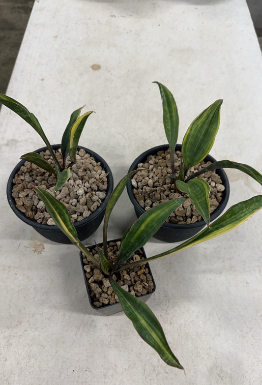 Rare Plant pre orders from Fuzzy Roots