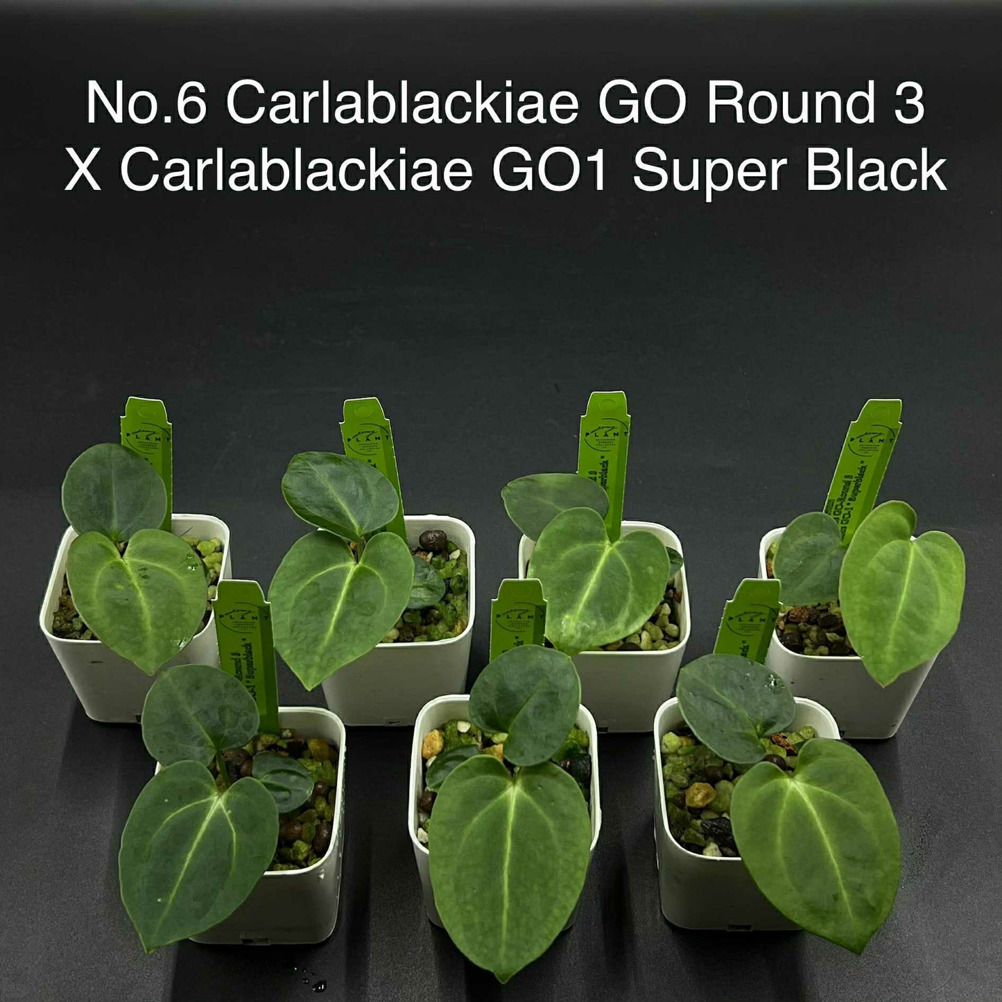 Rare Plant pre orders from Fuzzy Roots