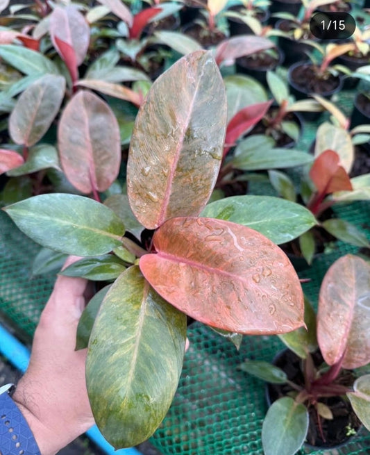 Rare Plant pre orders from Fuzzy Roots
