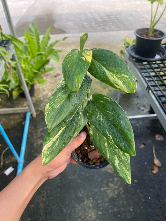 Rare Plant pre orders from Fuzzy Roots