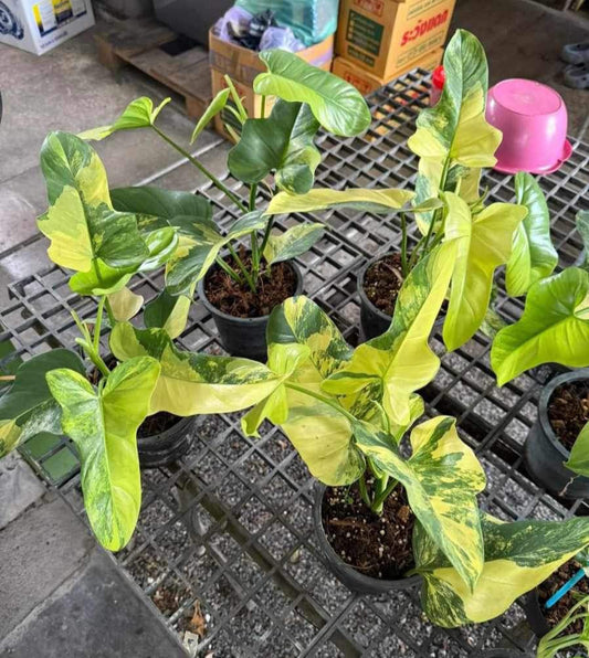 Rare Plant pre orders from Fuzzy Roots
