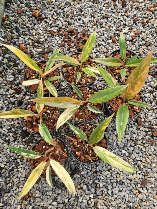Rare Plant pre orders from Fuzzy Roots