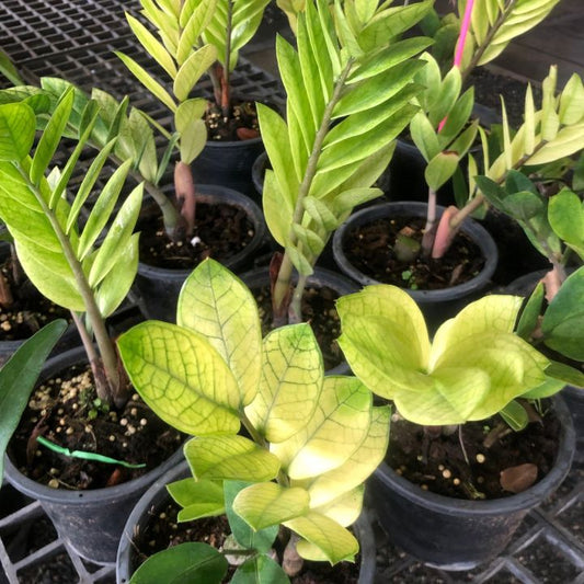 Rare Plant pre orders from Fuzzy Roots