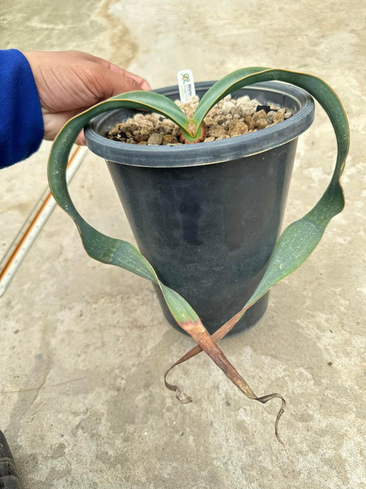 Rare Plant pre orders from Fuzzy Roots