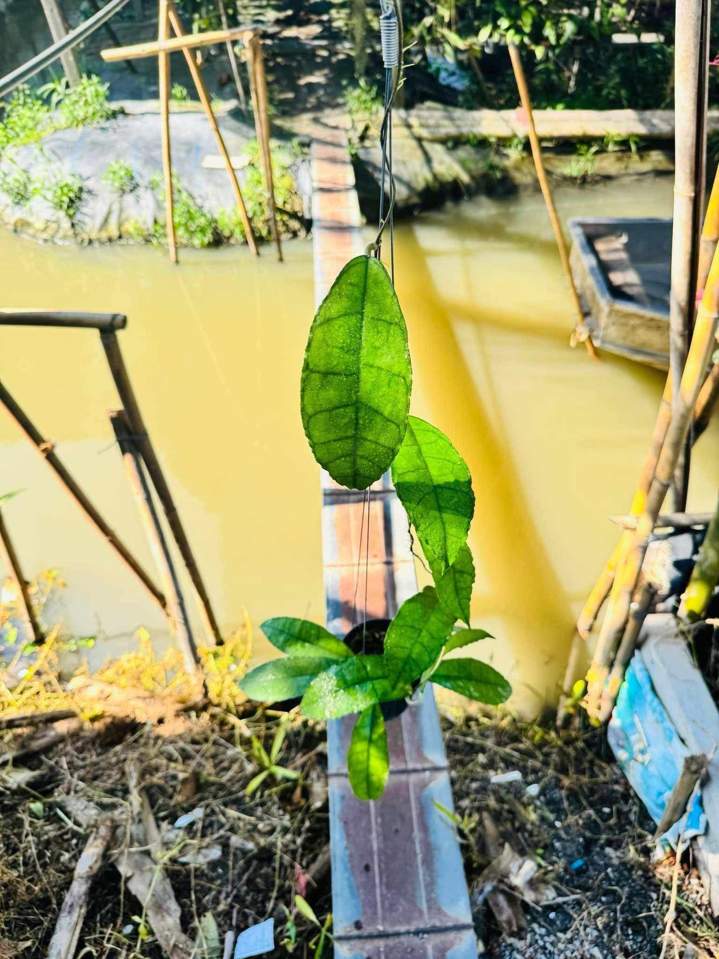 Rare Plant pre orders from Fuzzy Roots