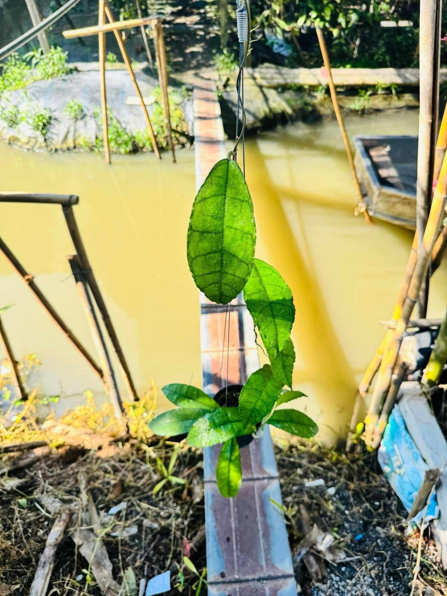 Rare Plant pre orders from Fuzzy Roots