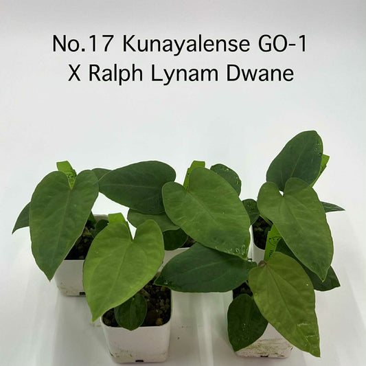 Rare Plant pre orders from Fuzzy Roots