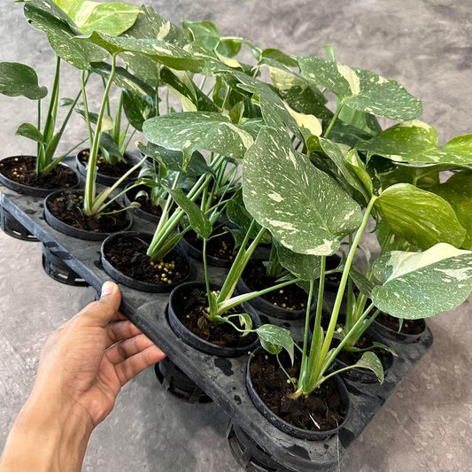 Rare Plant pre orders from Fuzzy Roots