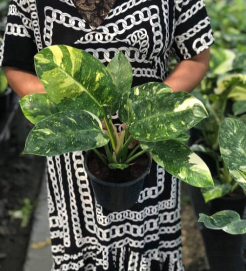 Rare Plant pre orders from Fuzzy Roots