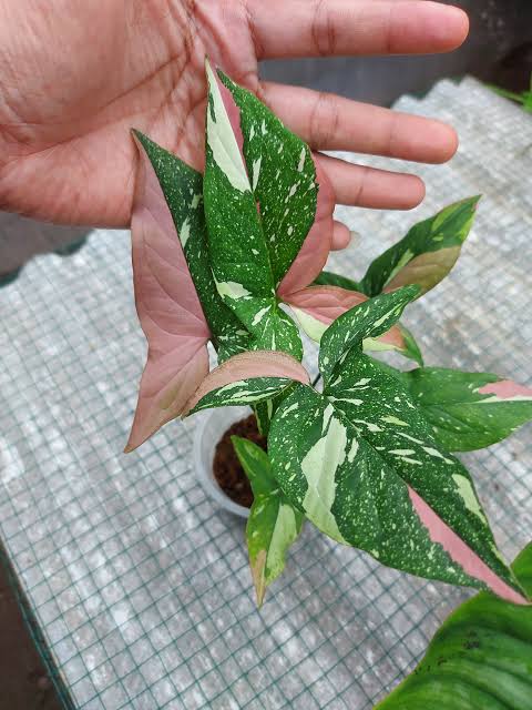Rare Plant pre orders from Fuzzy Roots
