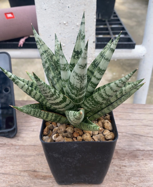Rare Plant pre orders from Fuzzy Roots