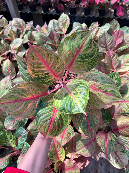 Rare Plant pre orders from Fuzzy Roots