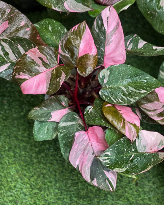 Rare Plant pre orders from Fuzzy Roots