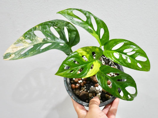 Rare Plant pre orders from Fuzzy Roots
