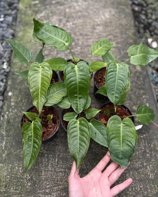 Rare Anthurium seed or seedling hybrids pre orders for Fuzzy Roots