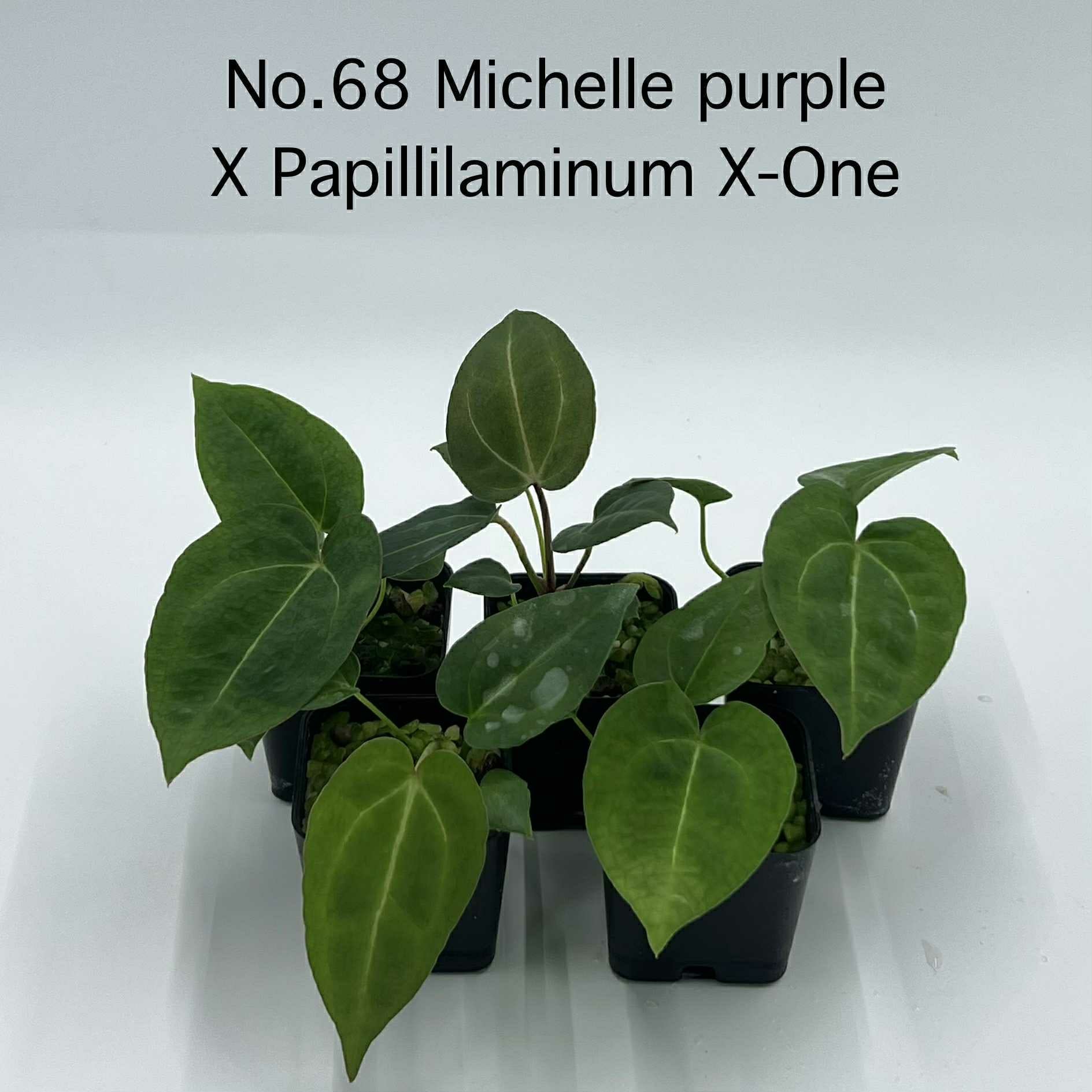 Rare Plant pre orders from Fuzzy Roots