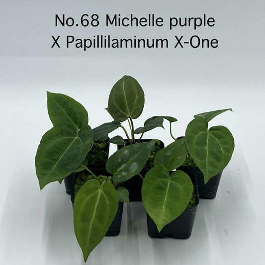 Rare Plant pre orders from Fuzzy Roots