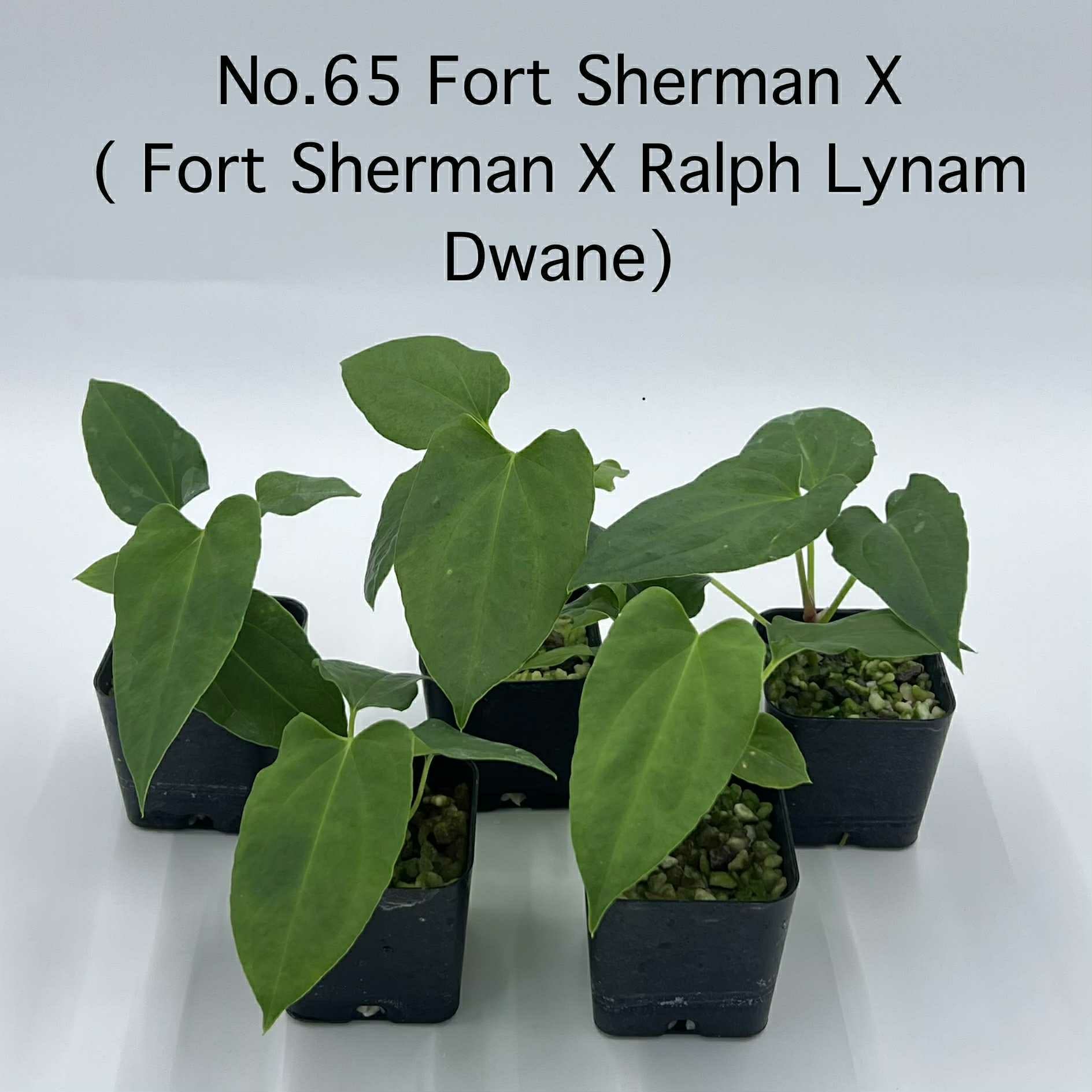 Rare Plant pre orders from Fuzzy Roots