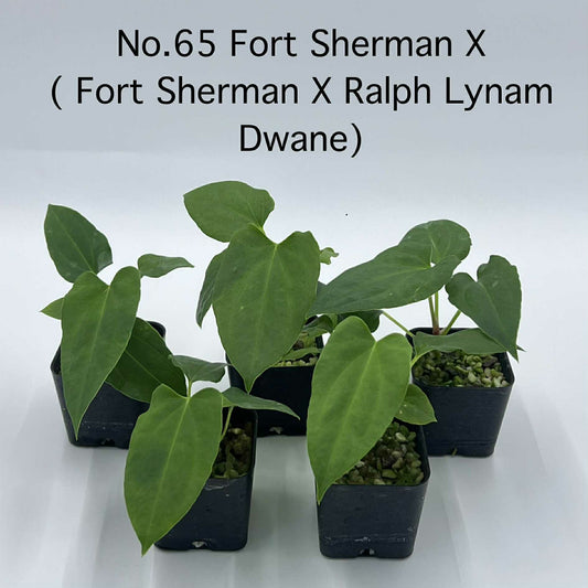 Rare Plant pre orders from Fuzzy Roots