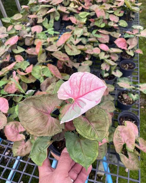 Rare Plant pre orders from Fuzzy Roots