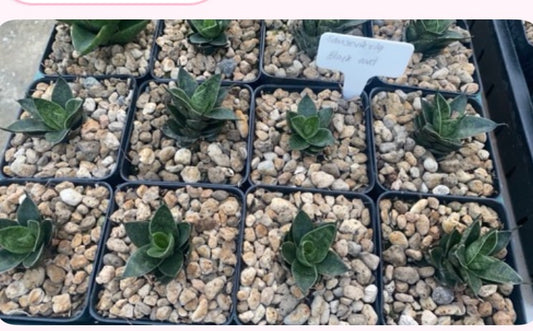 Rare Plant pre orders from Fuzzy Roots