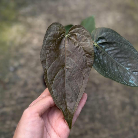 Rare Anthurium seed or seedling hybrids pre orders for Fuzzy Roots