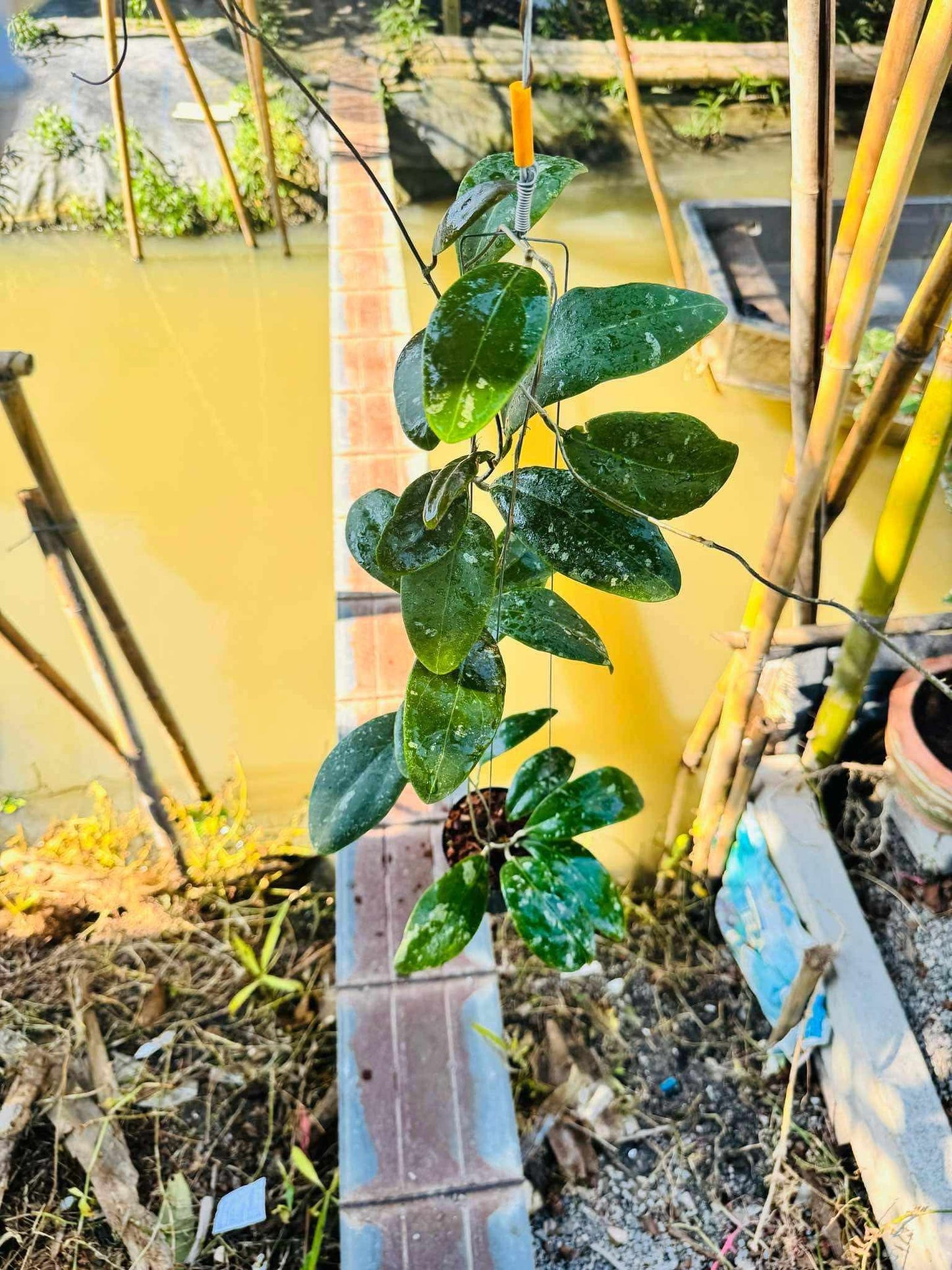 Rare Plant pre orders from Fuzzy Roots