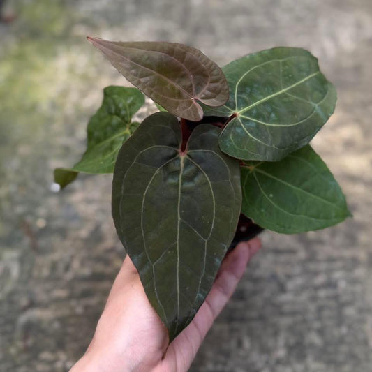 Rare Anthurium seed or seedling hybrids pre orders for Fuzzy Roots