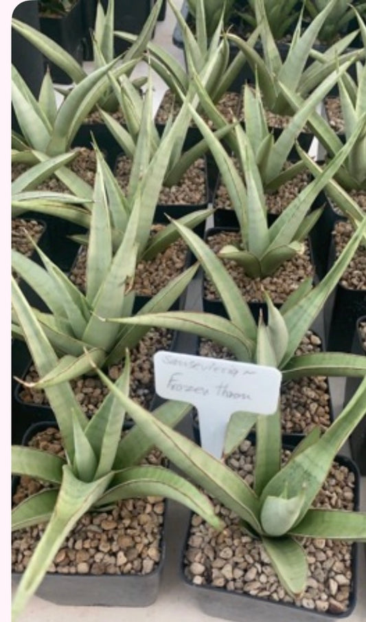 Rare Plant pre orders from Fuzzy Roots