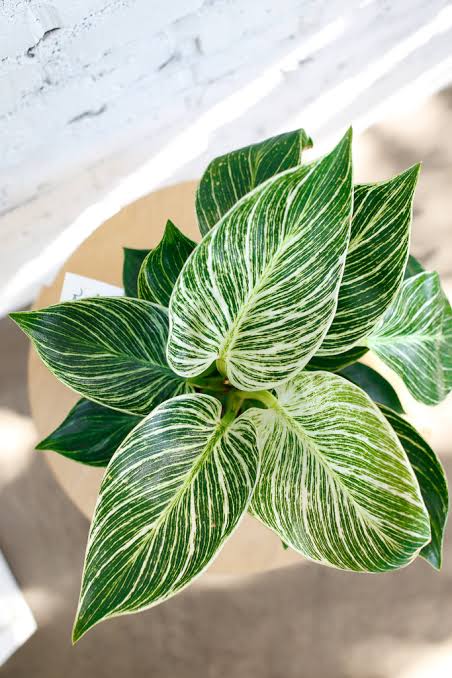Rare Plant pre orders from Fuzzy Roots