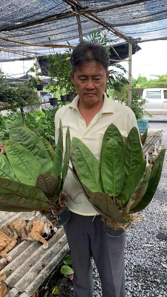 Rare Anthurium seed or seedling hybrids pre orders for Fuzzy Roots
