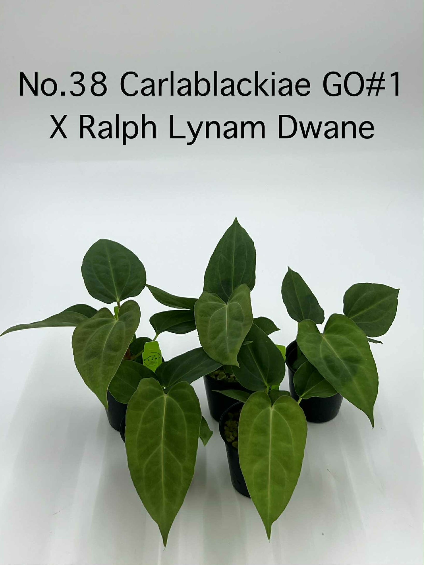 Rare Plant pre orders from Fuzzy Roots