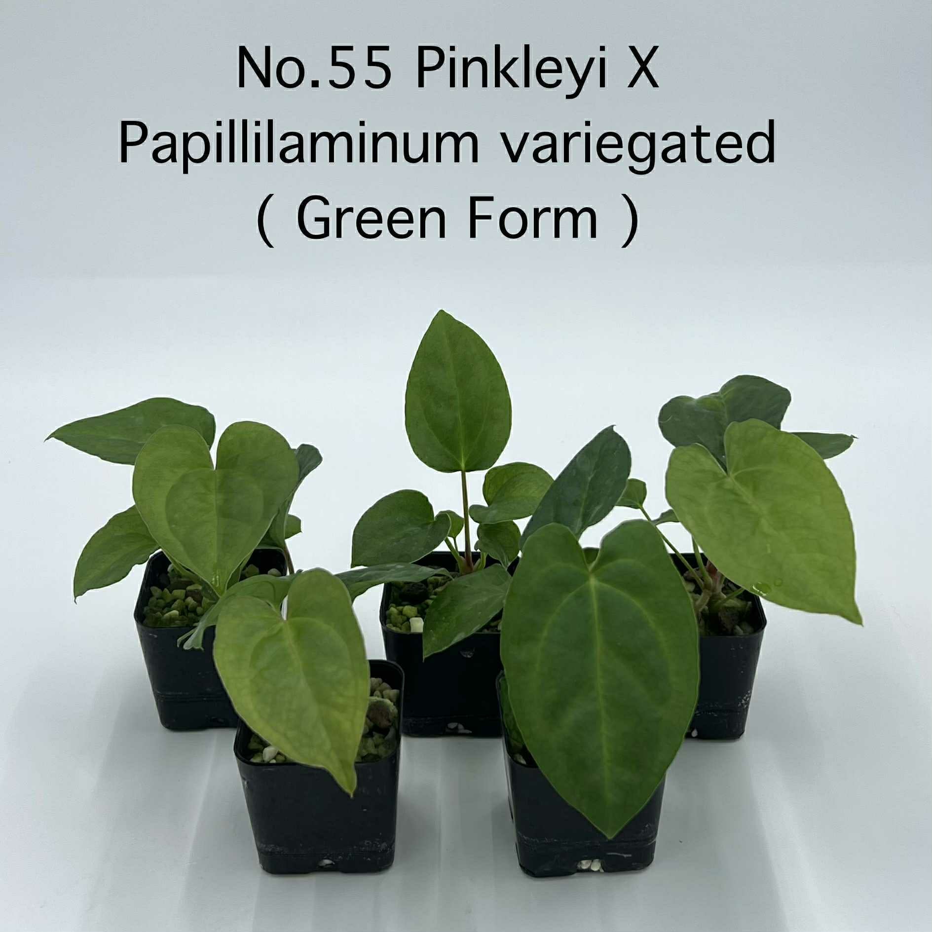 Rare Plant pre orders from Fuzzy Roots
