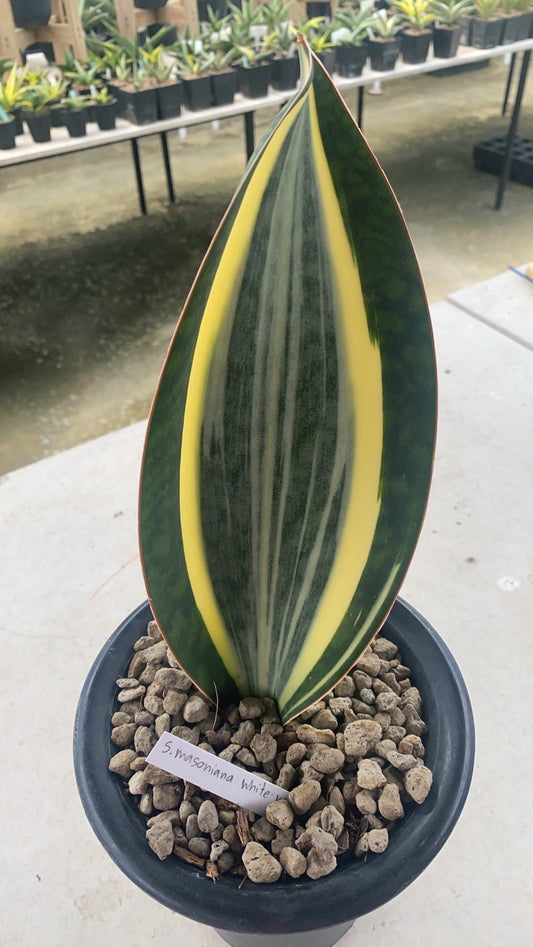 Rare Plant pre orders from Fuzzy Roots