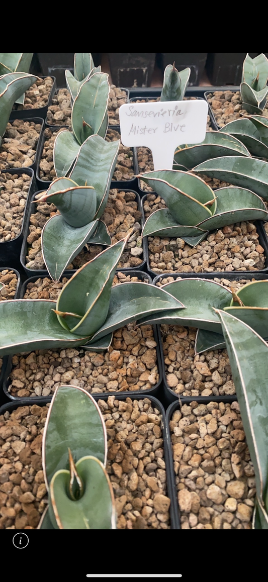 Rare Plant pre orders from Fuzzy Roots