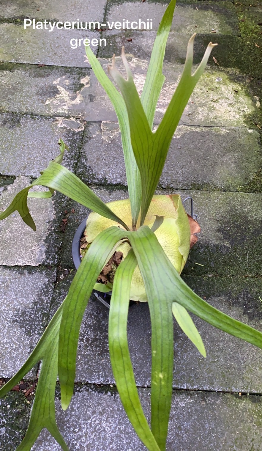 Platycerium (Pre-Orders) – Fuzzy Roots