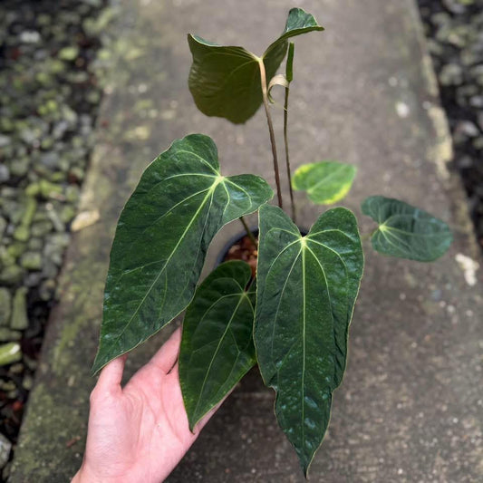 Rare Anthurium seed or seedling hybrids pre orders for Fuzzy Roots