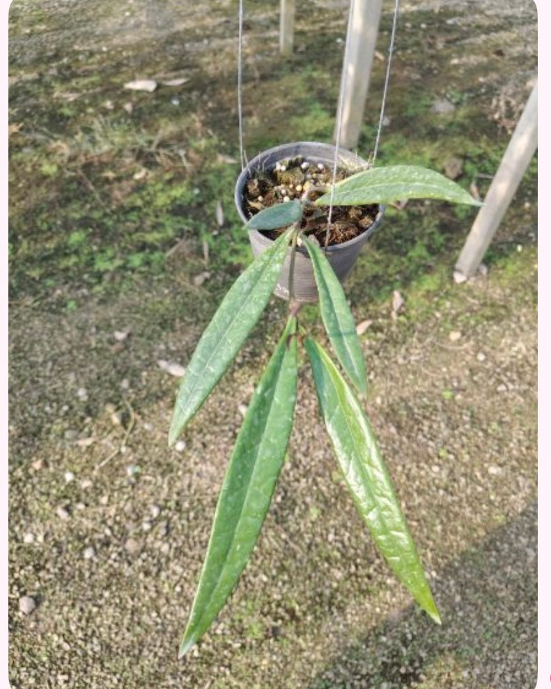 Rare Plant pre orders from Fuzzy Roots