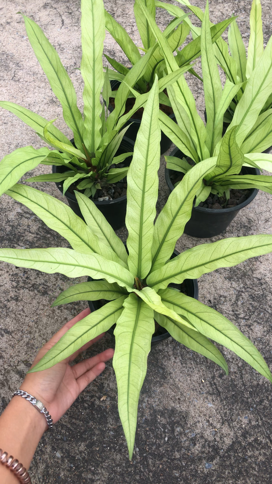 Rare Anthurium seed or seedling hybrids pre orders for Fuzzy Roots