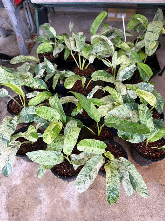 Rare Plant pre orders from Fuzzy Roots