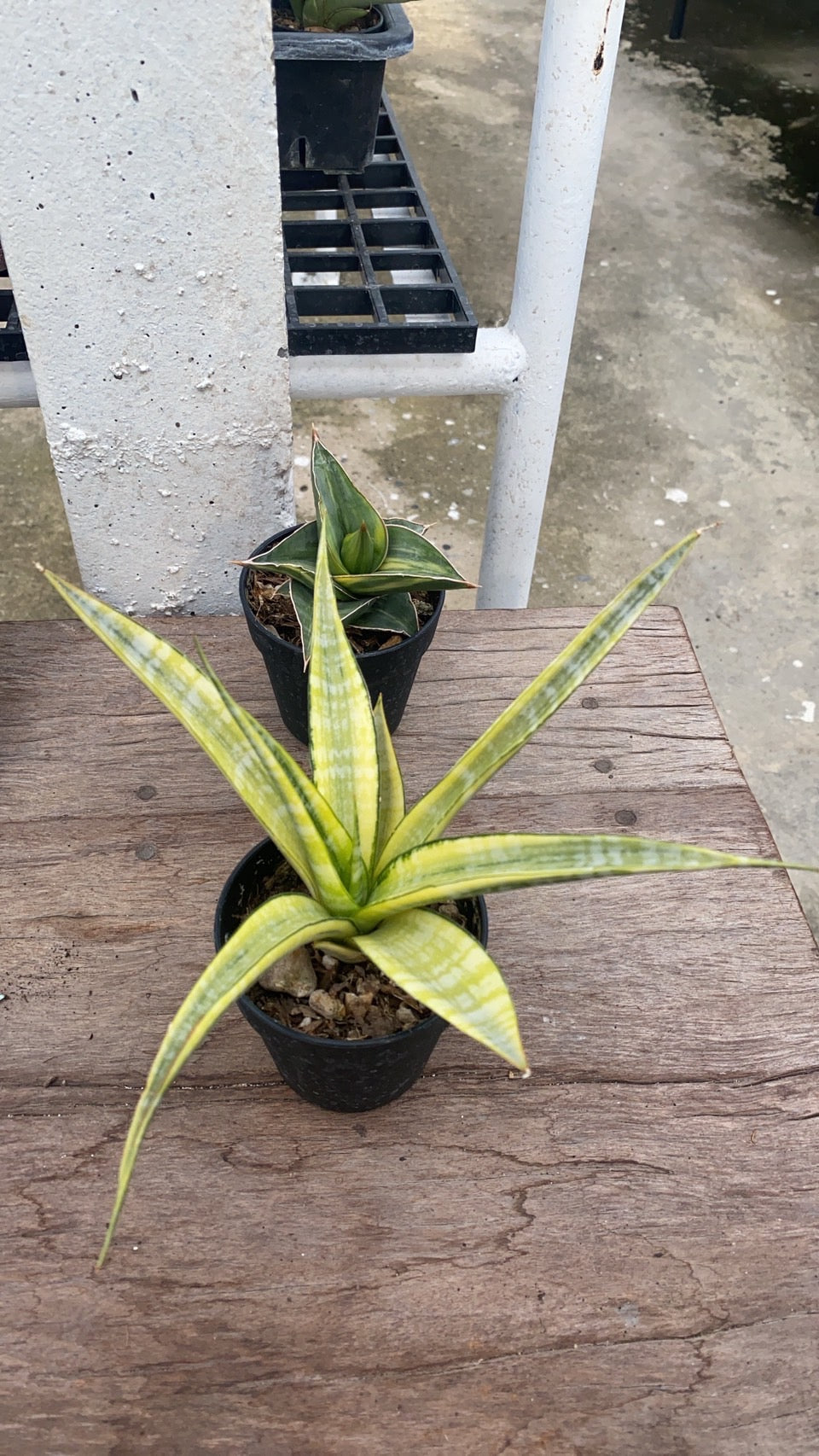 Rare Plant pre orders from Fuzzy Roots