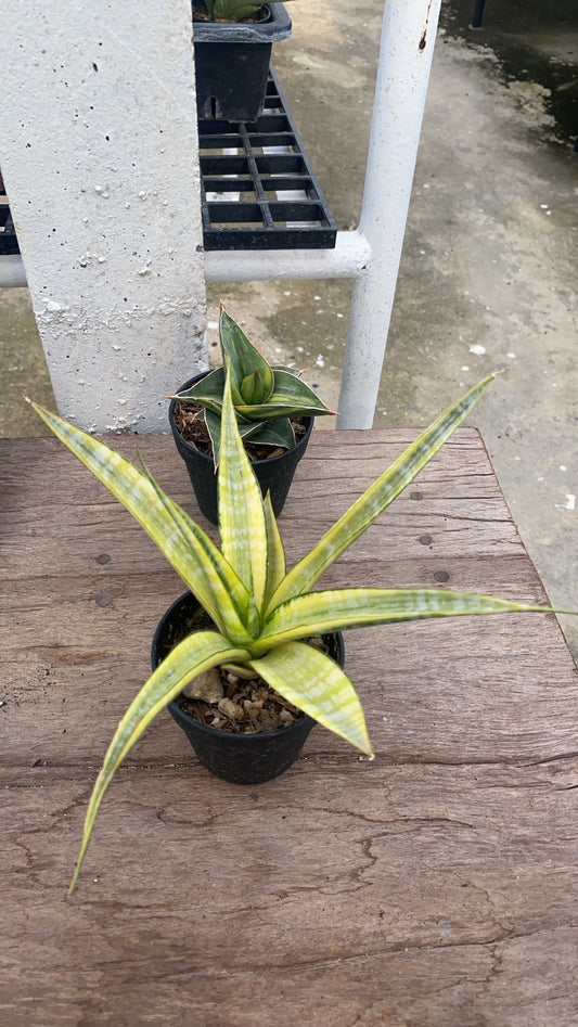 Rare Plant pre orders from Fuzzy Roots