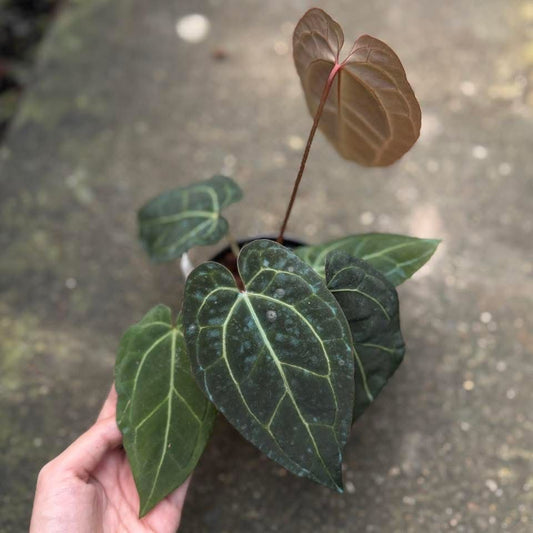 Rare Anthurium seed or seedling hybrids pre orders for Fuzzy Roots