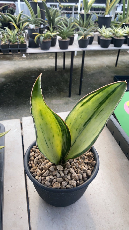 Rare Plant pre orders from Fuzzy Roots