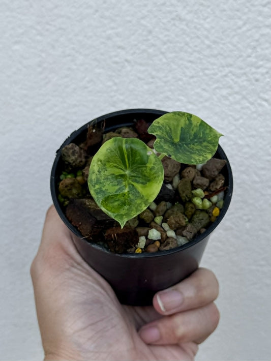Alocasia Nebula Aurea - Pre Order