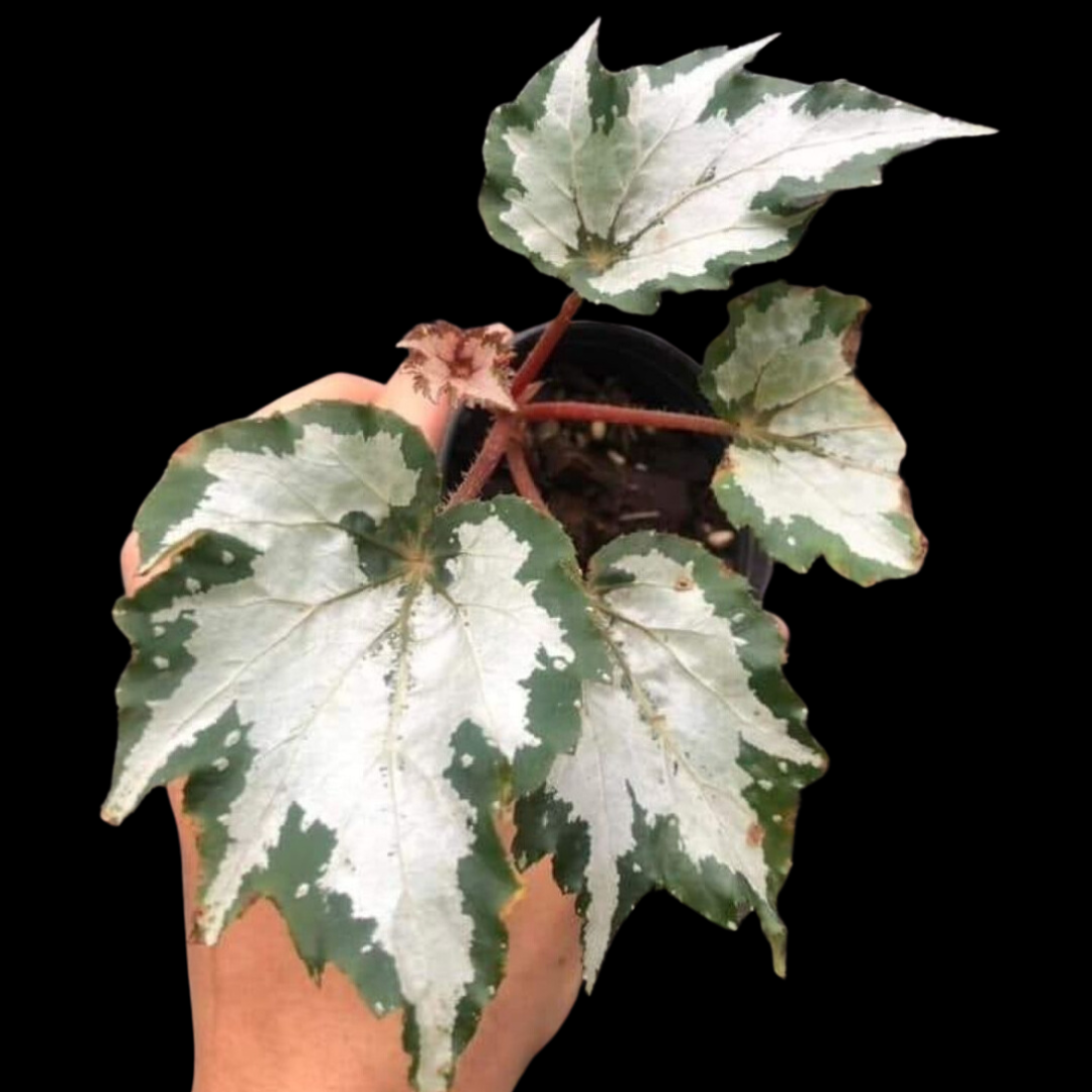 Begonia Sumatra Green (PRE-ORDER)-JUL156